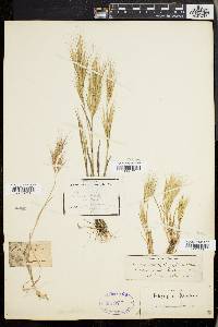 Bromus diandrus image