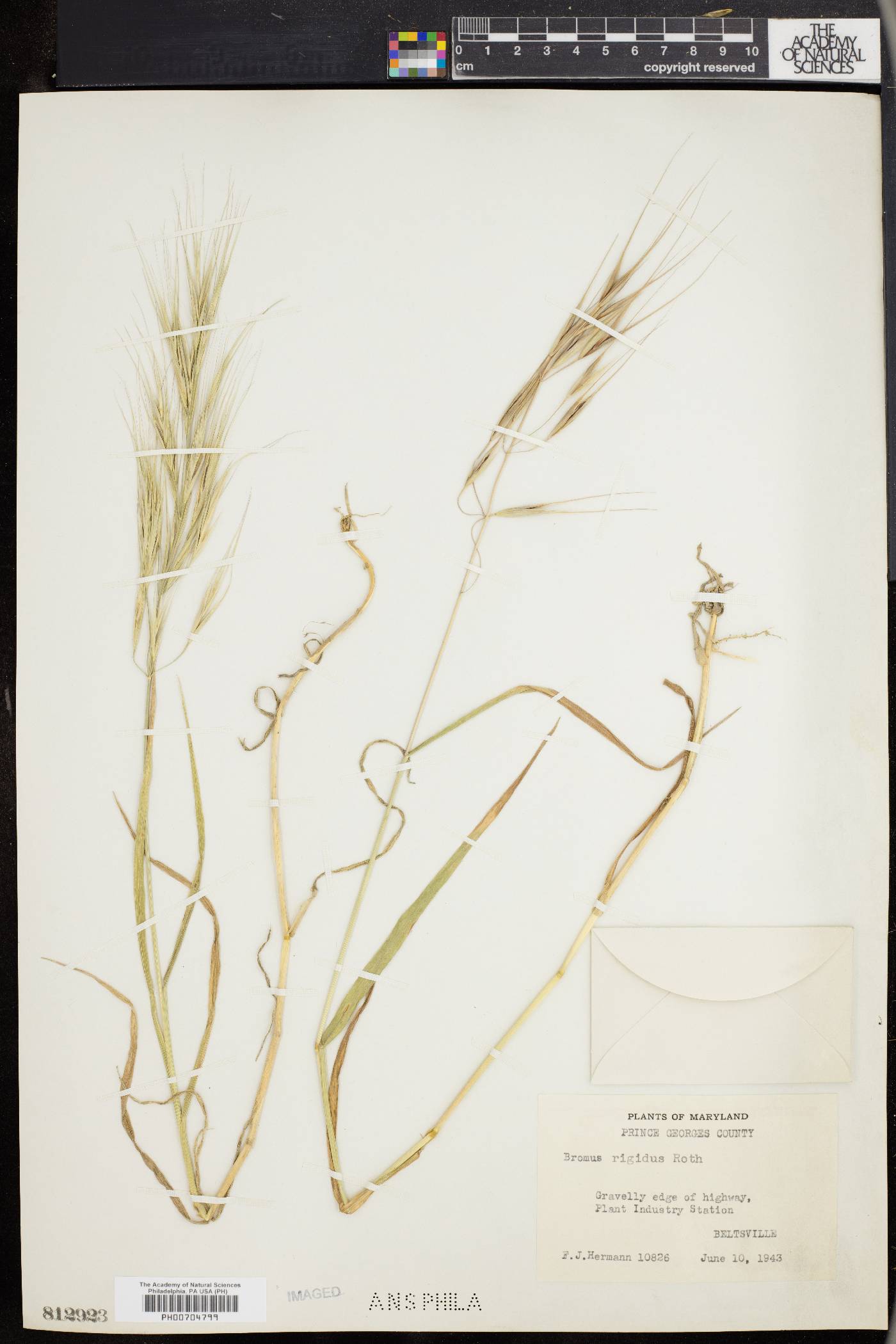 Bromus diandrus subsp. rigidus image