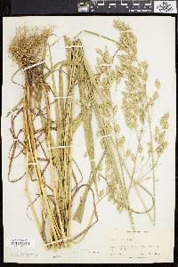 Bromus secalinus image