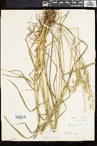 Bromus secalinus image