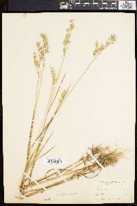 Bromus secalinus image