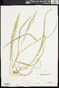 Bromus secalinus image