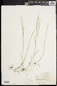 Bromus sterilis image