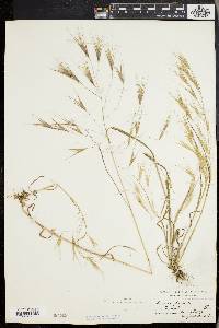 Bromus sterilis image