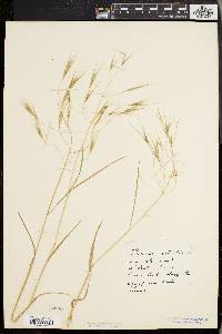 Bromus sterilis image