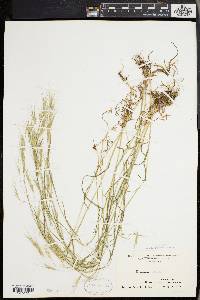 Bromus sterilis image