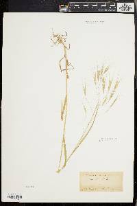 Bromus sterilis image