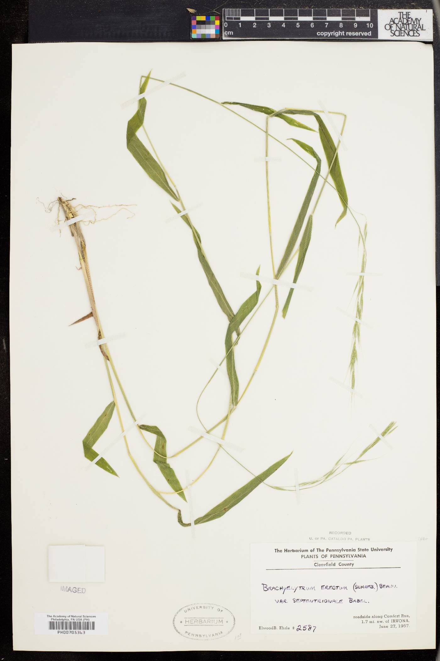 Brachyelytrum erectum var. septentrionale image