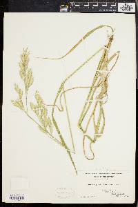 Bromus catharticus image