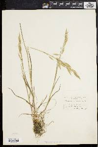 Bromus commutatus image