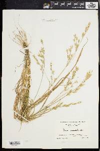 Bromus commutatus image