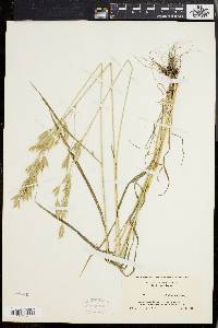 Bromus commutatus image