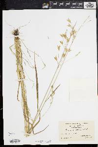 Bromus commutatus image