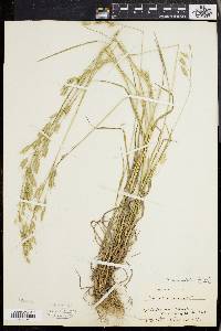 Bromus commutatus image