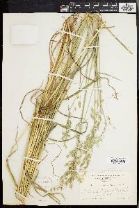 Bromus commutatus image