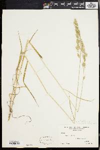 Bromus commutatus image