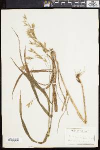 Bromus latiglumis image