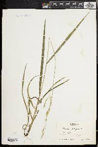 Bromus purgans image