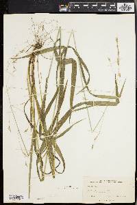 Bromus purgans image