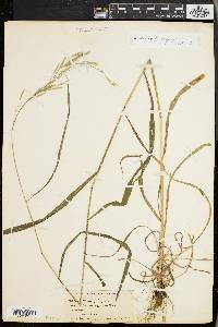 Bromus purgans image