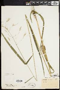 Bromus purgans image