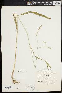 Bromus purgans image