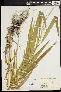 Bromus purgans image