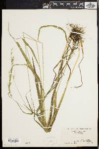 Bromus purgans image