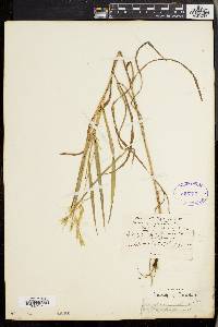 Bromus kalmii image