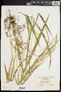 Bromus kalmii image
