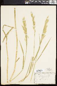 Bromus secalinus image