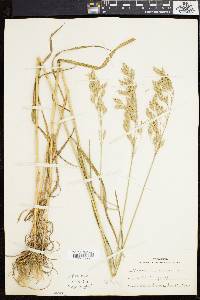 Bromus secalinus image