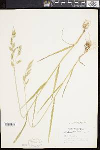 Bromus secalinus image