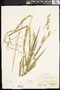 Bromus latiglumis image