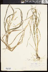 Bromus latiglumis image