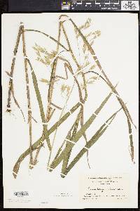 Bromus latiglumis image