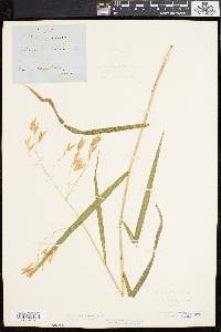 Bromus latiglumis image