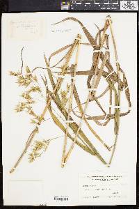 Bromus latiglumis image