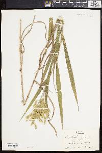 Bromus latiglumis image