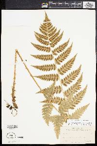 Dryopteris clintoniana image