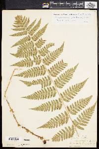 Dryopteris celsa image