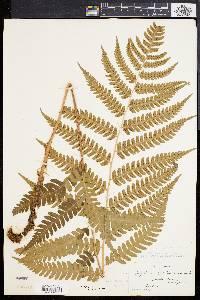 Dryopteris celsa image