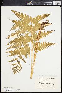 Dryopteris celsa image