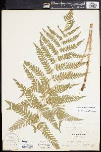 Dryopteris celsa image