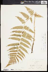 Dryopteris celsa image