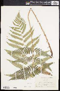 Dryopteris celsa image