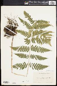 Dryopteris celsa image