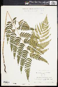 Dryopteris celsa image