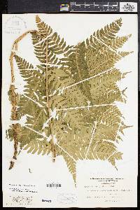 Dryopteris celsa image