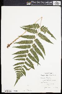 Dryopteris celsa image